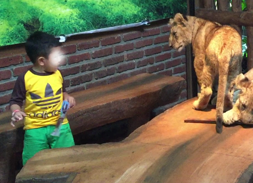 AfA: The Use of Wild Animals in Circuses and Public Interactions is inherently dangerous (March 21, 2017)